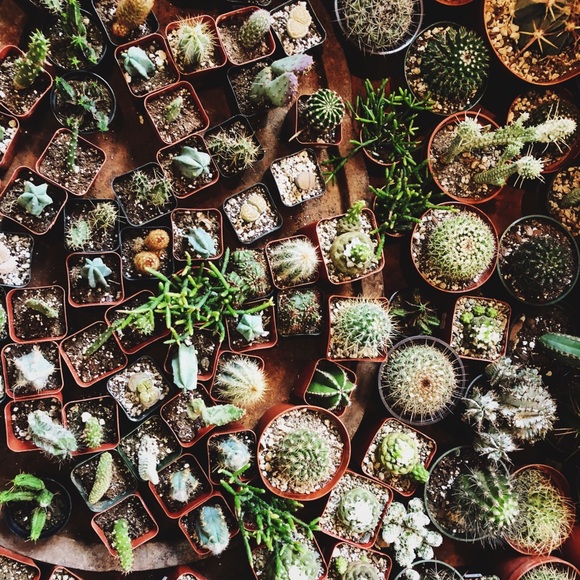 Meet your Posher, Chloe and Berkeley - Picture 1 of 1